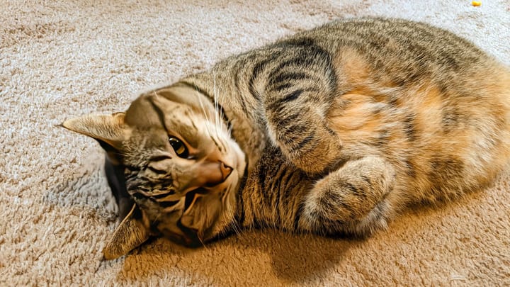 Autonom fahrendes Auto überfährt Katze